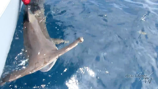 Hammerhead on a handline