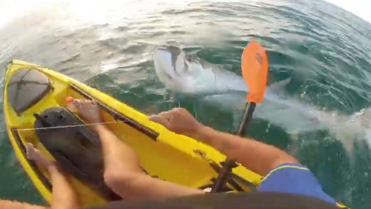 Tarpon on a yoyo