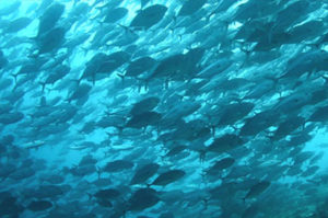 school of fish on blue water