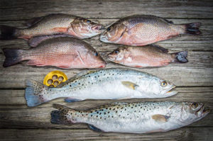 snappers and trout fish with a hand line fishing reel on a wooden deck