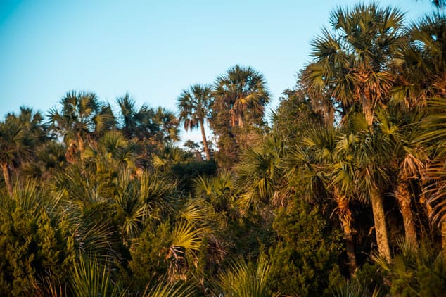 The vegetation is dense and lush but oaks and sabal palms dominate the landscape