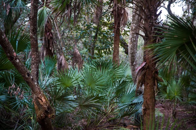 Sabal palm undergrowth under a live oak canopy