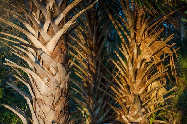 These palm trunks remind me of the backbone of some great beast