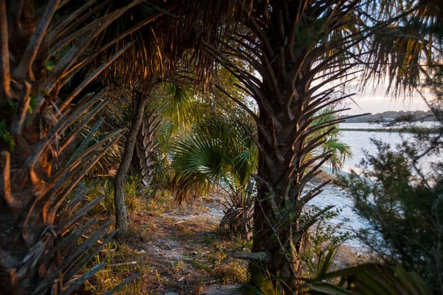 The the dense vegetation you can peek into the Tomoka river